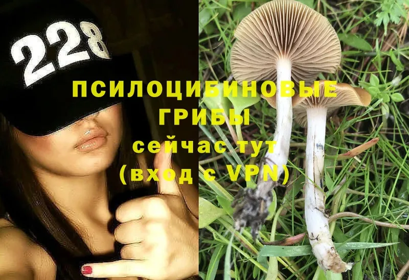 продажа наркотиков  hydra ссылки  Псилоцибиновые грибы Psilocybe  Невинномысск 